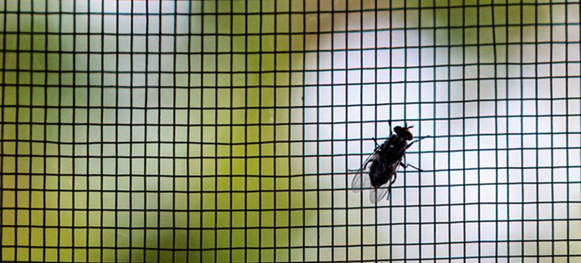 Insect Screen